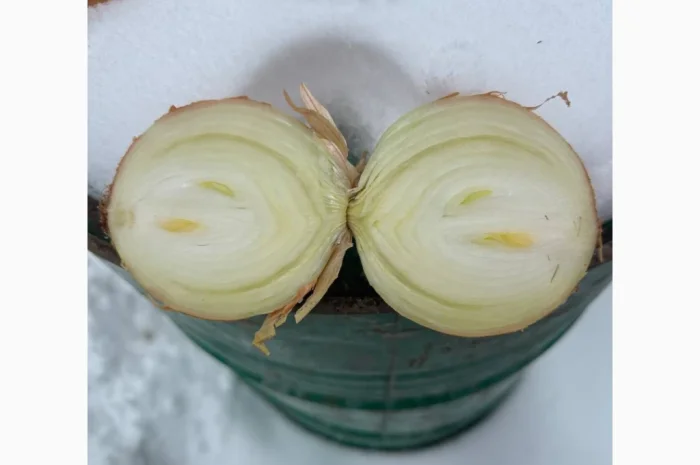 Продаж ріпчастої цибулі- фото № 1