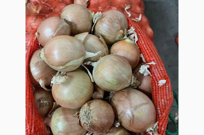Лук продовольственный від виробника, 10 тонн в наявності- фото № 3