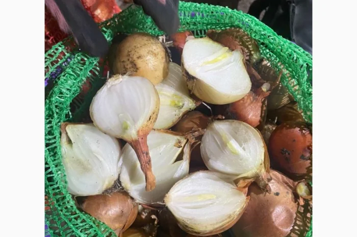 Лук продовольственный від виробника, 10 тонн в наявності- фото № 5