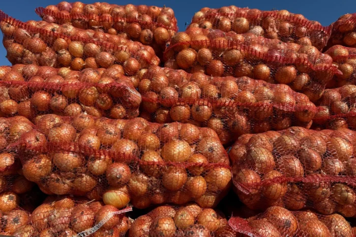 Продаж лука ріпчастого оптом- фото № 1