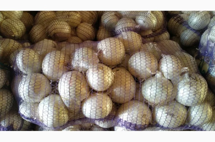 Продажа Лука белого сорта Стерлинг- фото № 1