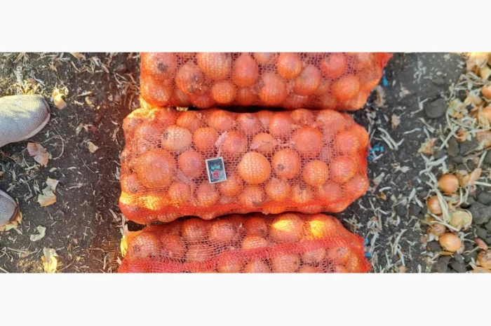 Цибуля МЕЛОРІ на продаж- фото № 1