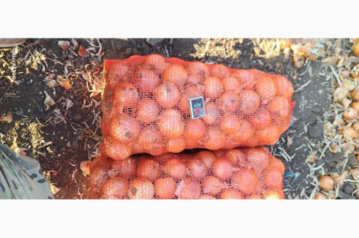 Цибуля МЕЛОРІ на продаж- фото № 2