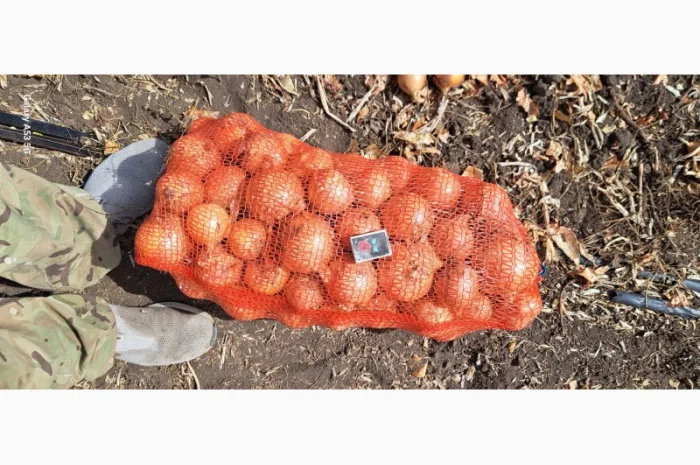 Цибуля МЕЛОРІ на продаж- фото № 3