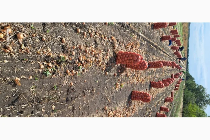 Цибуля МЕЛОРІ на продаж- фото № 4