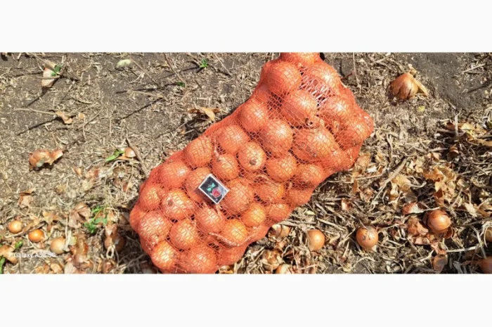 Цибуля МЕЛОРІ на продаж- фото № 5