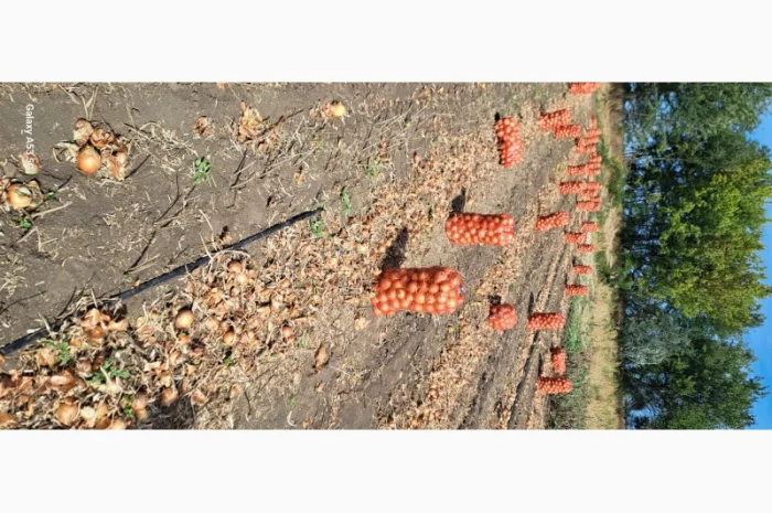 Цибуля МЕЛОРІ на продаж- фото № 6