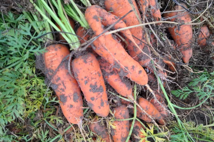 Цибуля на продаж- фото № 5