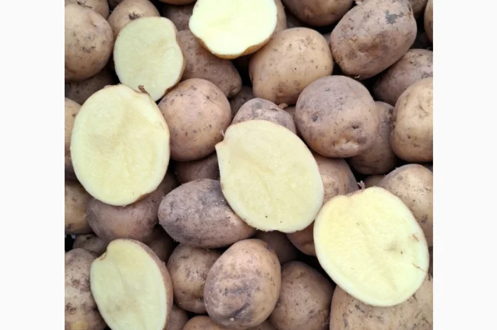 Цибуля на продаж- фото № 9