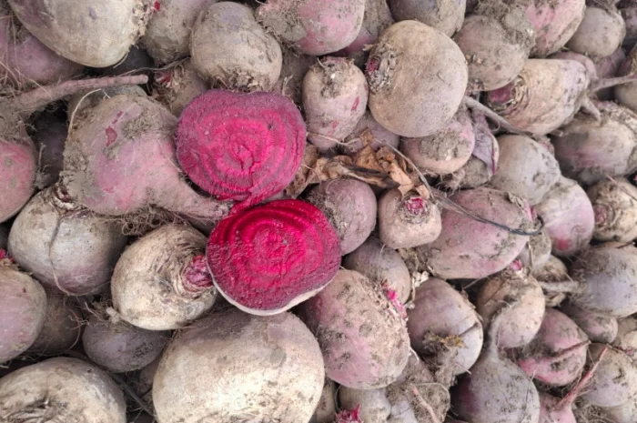 Цибуля на продаж- фото № 12