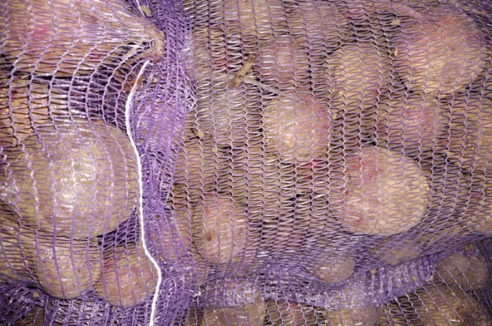 Цибуля на продаж- фото № 13