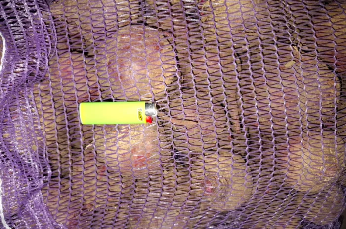 Цибуля на продаж- фото № 14