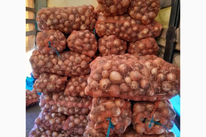 Продажа цибулі сорту Банко- фото № 1