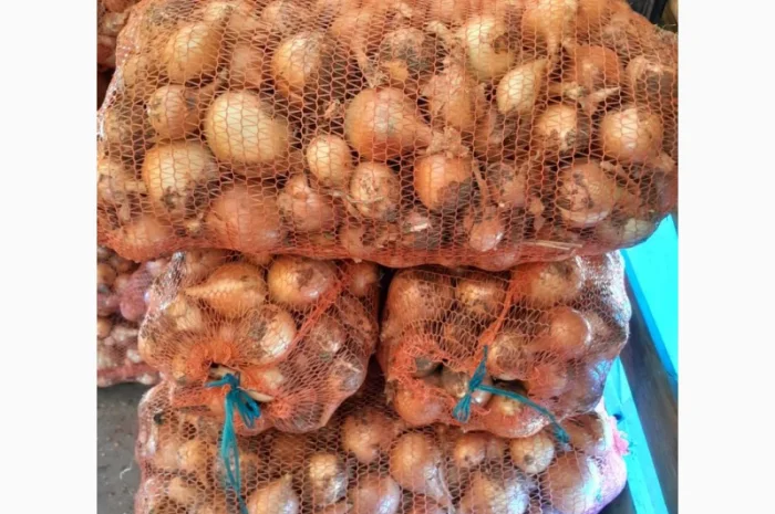 Продажа цибулі сорту Банко- фото № 2