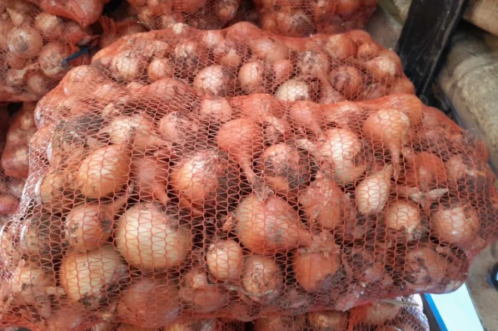 Продажа цибулі сорту Банко- фото № 3