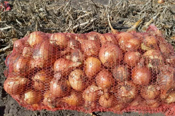 Продажа цибулі сорту Банко- фото № 4