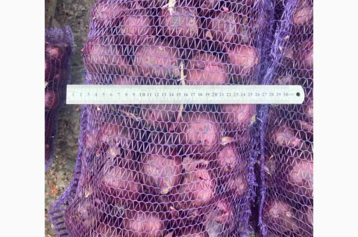 Продажа синей цибулі- фото № 1