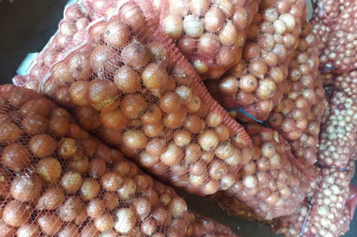 Цибуля ріпчаста на зелень- фото № 1