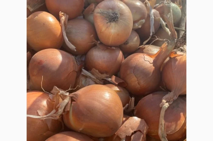 Продаж цибулі сортів Джела, Олоросо, Сонома та інших- фото № 2