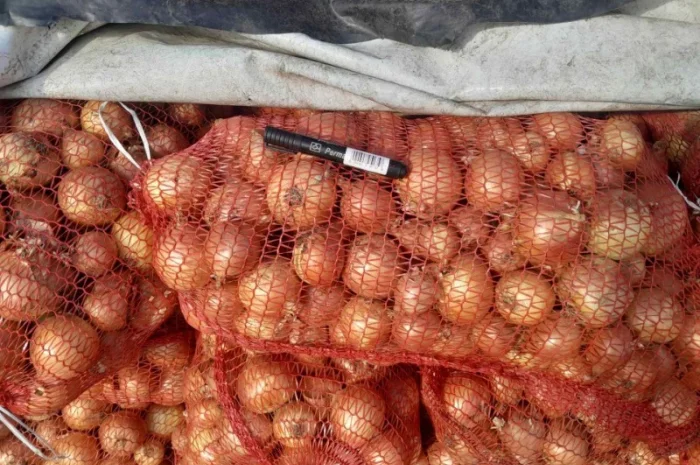 Продаж цибулі сортів Джела, Олоросо, Сонома та інших- фото № 3