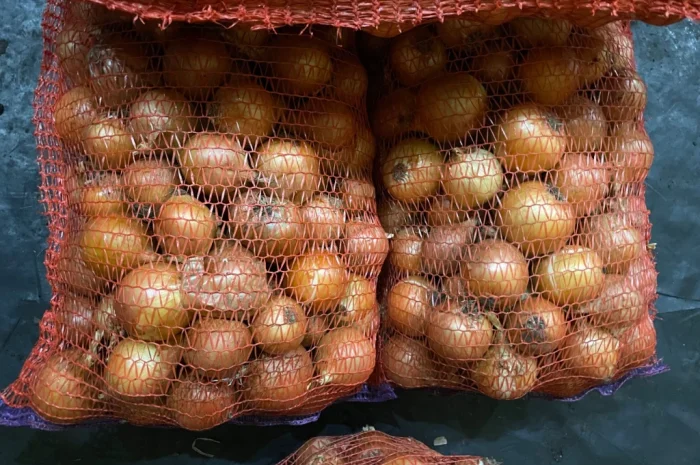 Продаю Цибулю медуза- фото № 1