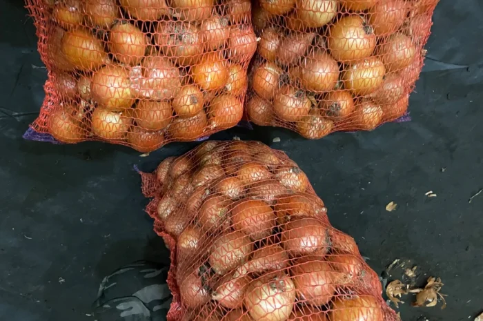 Продаю Цибулю медуза- фото № 2