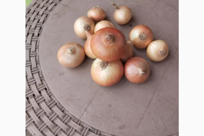 Продаю цибулю ріпчасту жовту- фото № 1