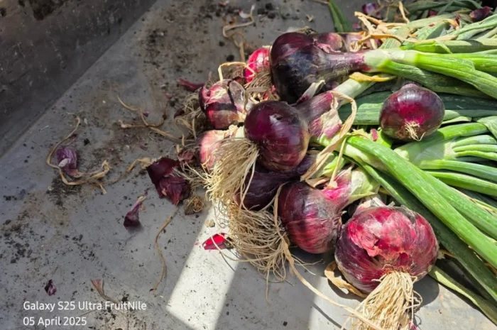 Продаж червоного лука- фото № 2