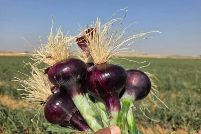 Продаж червоного лука- фото № 3