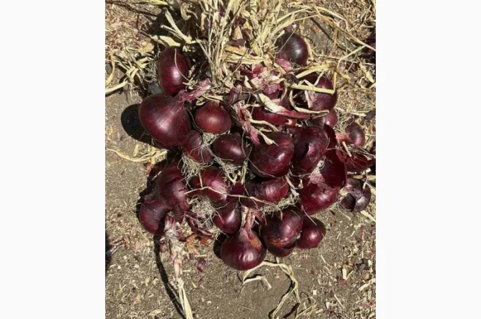 Продаж червоного лука- фото № 4