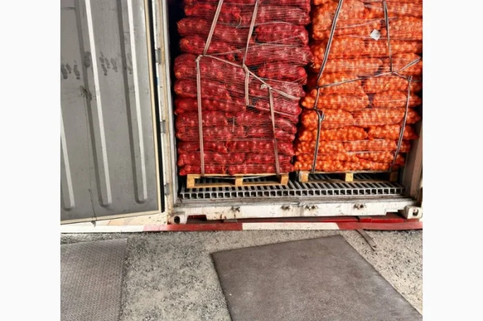 Продажа египетского лука жёлтого- фото № 1