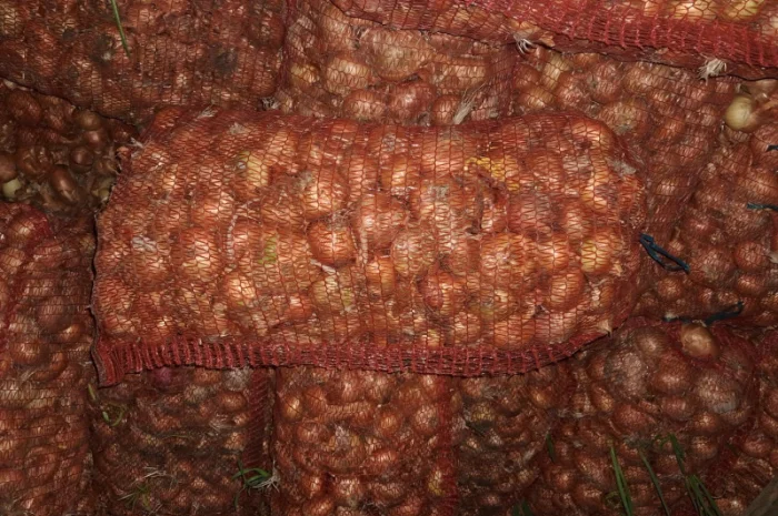 Продаж лука штутгарт на перо- фото № 1