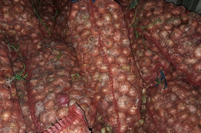 Продаж лука штутгарт на перо- фото № 2