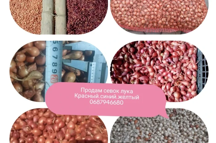 Продаж посадкового лука різних сортів- фото № 1