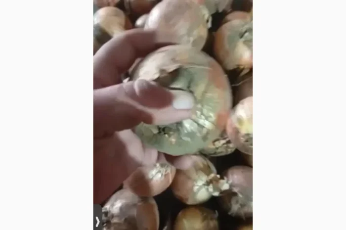 Лук ріпчастий на переробку- фото № 1