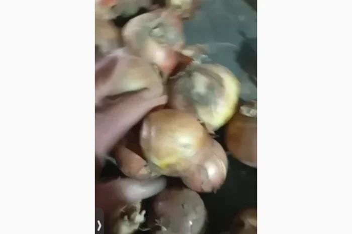 Лук ріпчастий на переробку- фото № 2