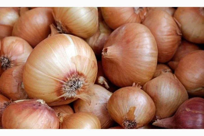 Продаю Цибуля ріпчаста оптом- фото № 1