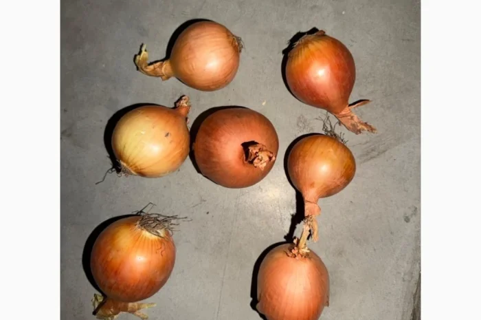 Куплю цибулю по цене 5 гривень- фото № 1