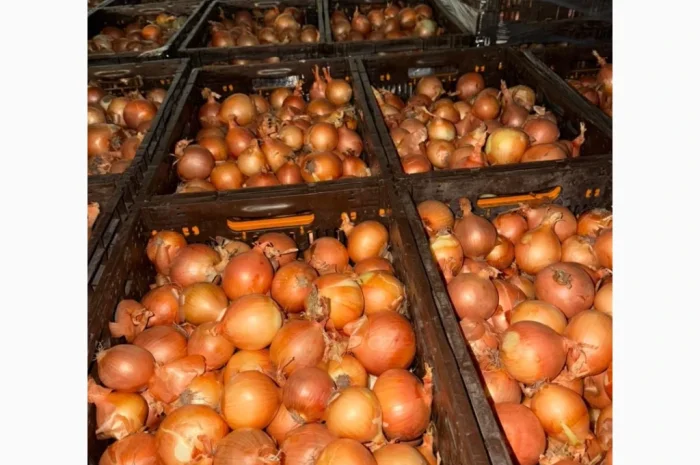 Куплю цибулю по цене 5 гривень- фото № 4