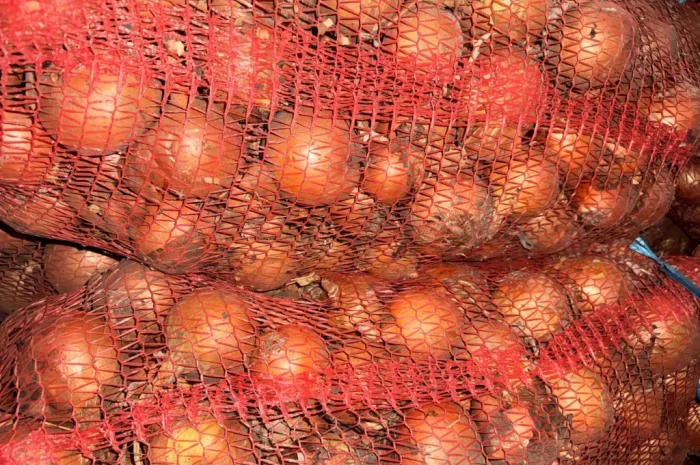 Продаю цибулю сорт манас- фото № 3