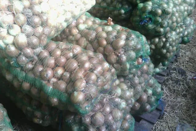 Закупка ріпчастої цибулі оптом- фото № 1