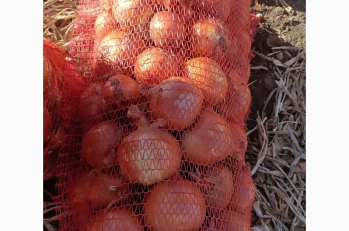 Продажа Лук сорт медуза и мелори- фото № 1