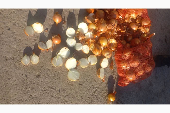 Продажа Лук сорт медуза и мелори- фото № 3