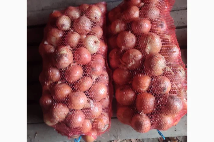 Продажа Лук сорт медуза и мелори- фото № 4