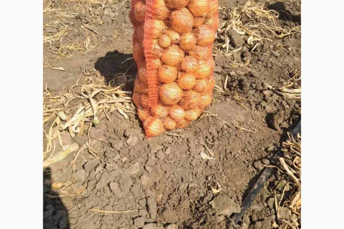 Цибуля сорт Медуза на продаж- фото № 1