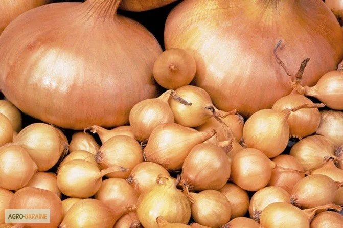 Продаж лука-севка урожаю 2017- фото № 1