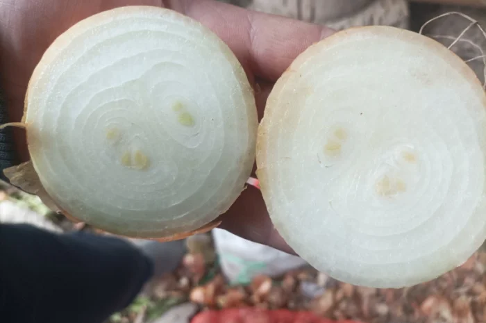 Продаю штутгард цибулю на перо- фото № 1