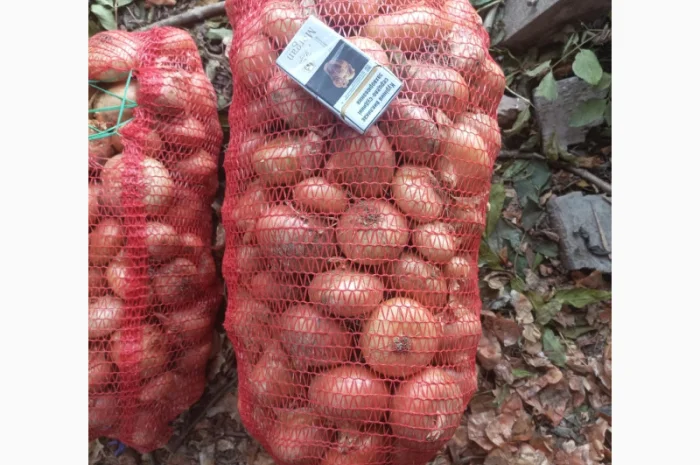 Продаю штутгард цибулю на перо- фото № 2