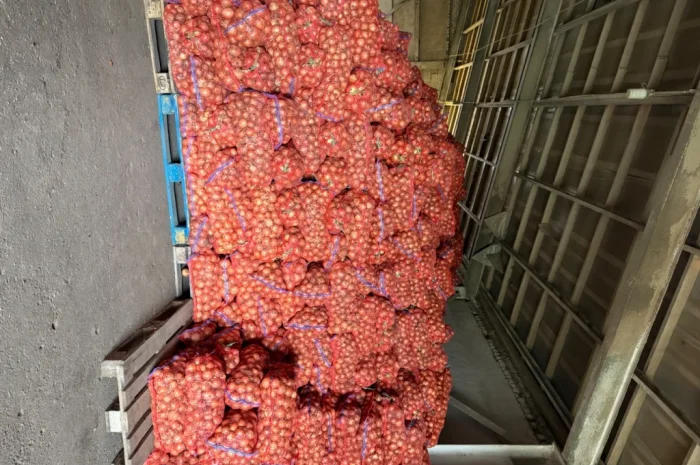 Продаю цибулю нал оптом- фото № 2