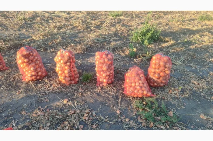 Цибуля суха оптом- фото № 3